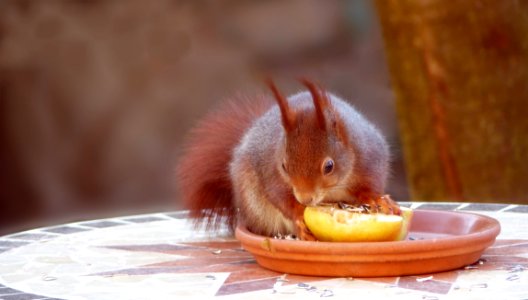 Mammal Fauna Squirrel Rodent photo