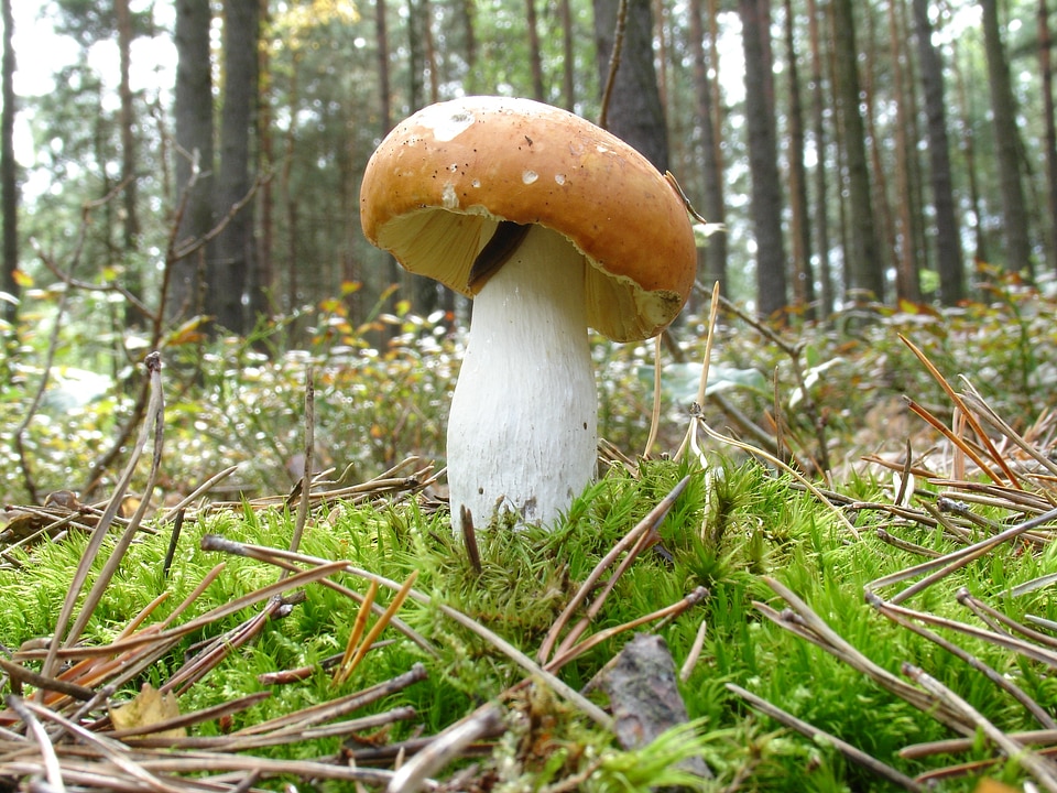 Mushrooms autumn nature