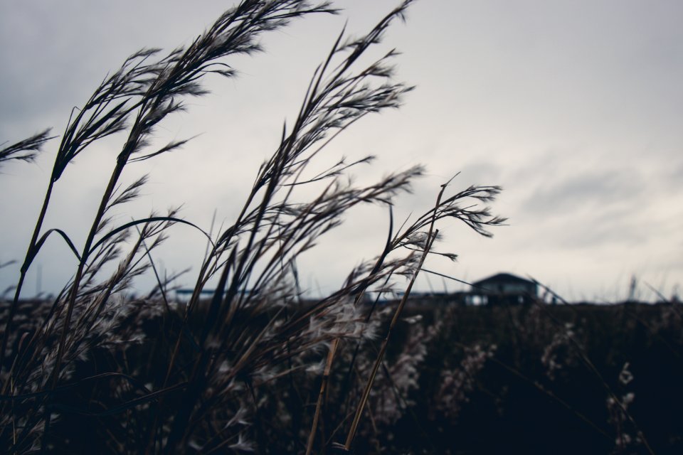 Photo Of Grass