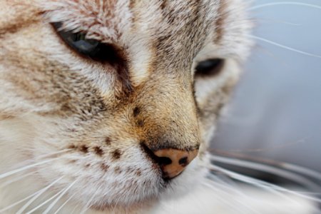 Close Photography Of A Cats Face