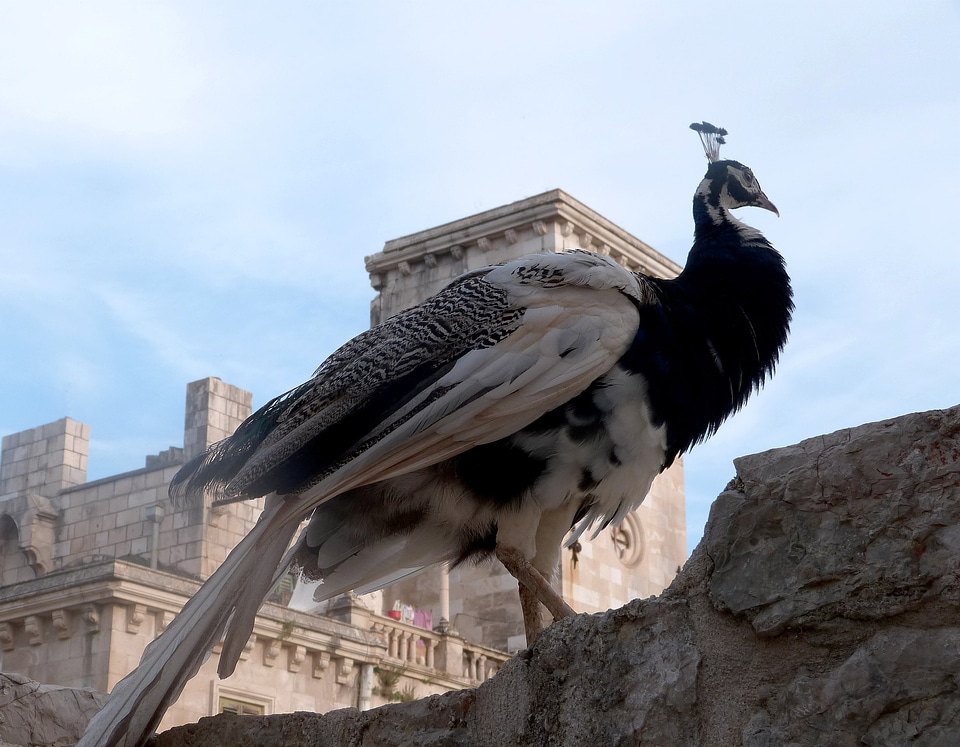 Elegant animal exotic