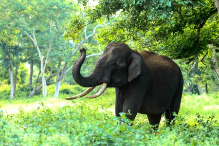 Black Elephant Near Trees photo
