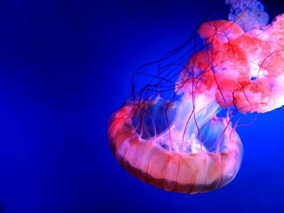 Red Jellyfish photo