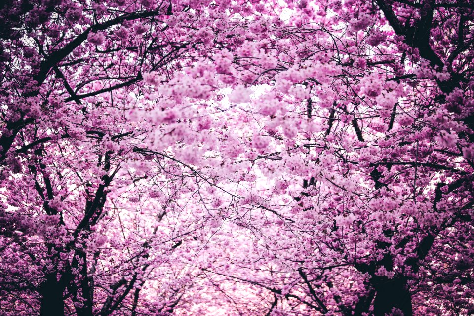 Pink Flowers On Trees