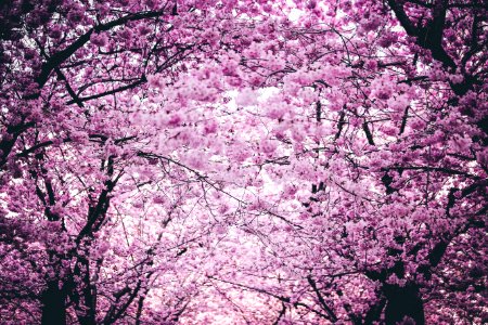 Pink Flowers On Trees