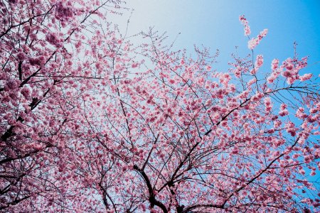 Pink Blossom