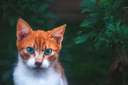 Cat Beside Green Plant