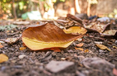 Shallow Photography Of Dry Leaves photo