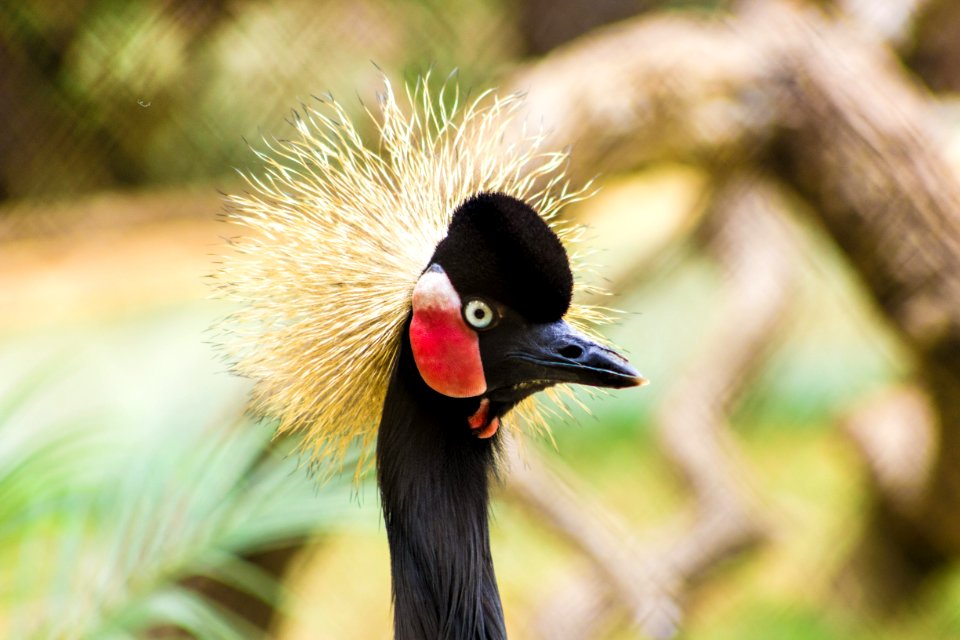 Black-crowned Crane