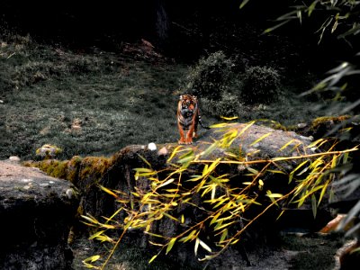 Tiger On Rock