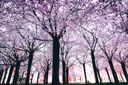Spring Trees