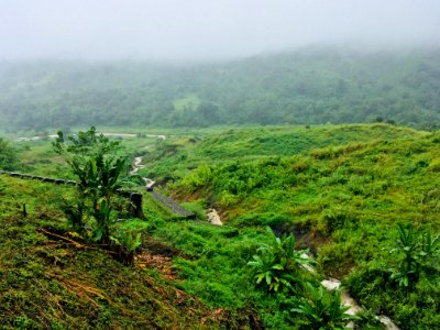 Green Grass Field