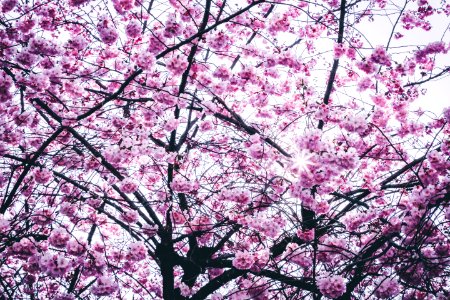 Cherry Blossom Tree photo