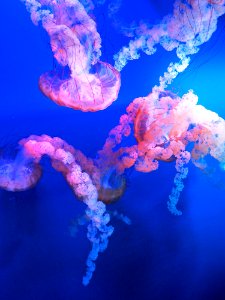 Shallow Focus Photography Of Jellyfish photo