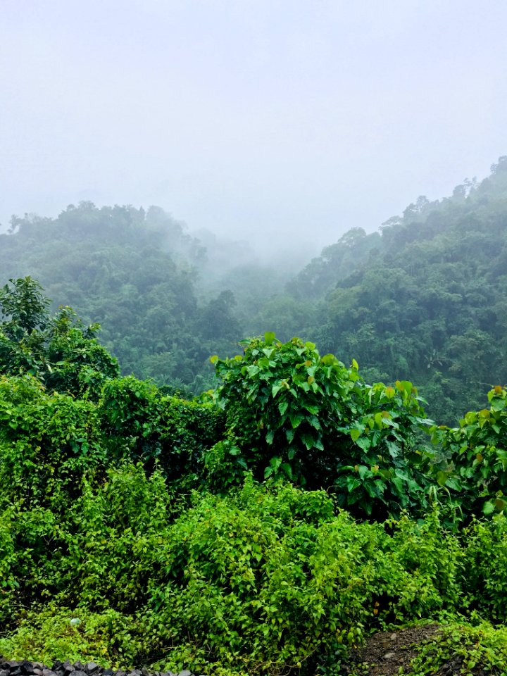 Green Leafed Plants Under Foggy Morning