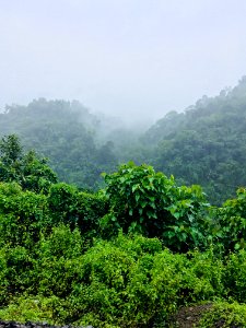 Green Leafed Plants Under Foggy Morning