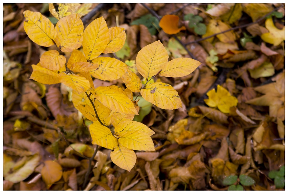 Autumn golden autumn autumn leaves