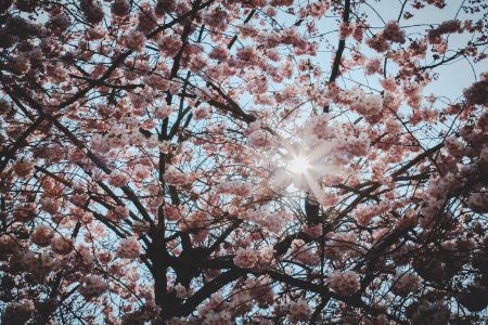 Cherry Blossom Tree