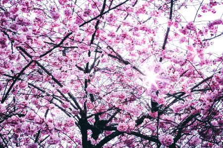 Pink Flowers Tree photo