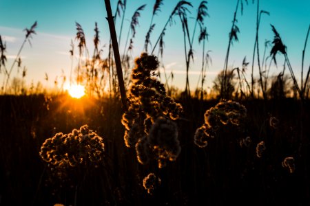 Silhouette Of Cluster Flowers At Sunrise