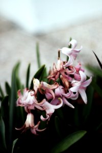 Pink Hyacinths photo