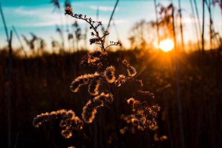 Silhouette Of Plant During Golden Hour photo