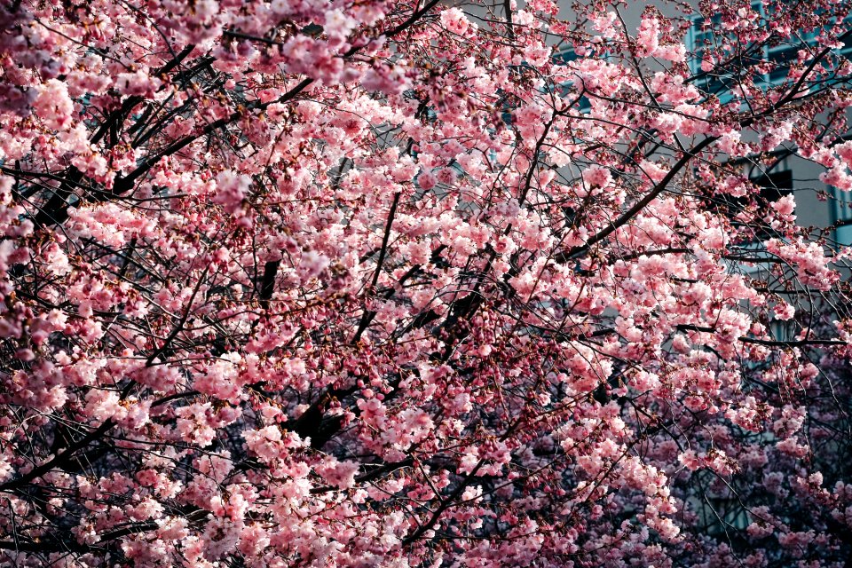Cherry Blossom Trees