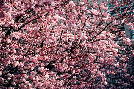 Cherry Blossom Trees