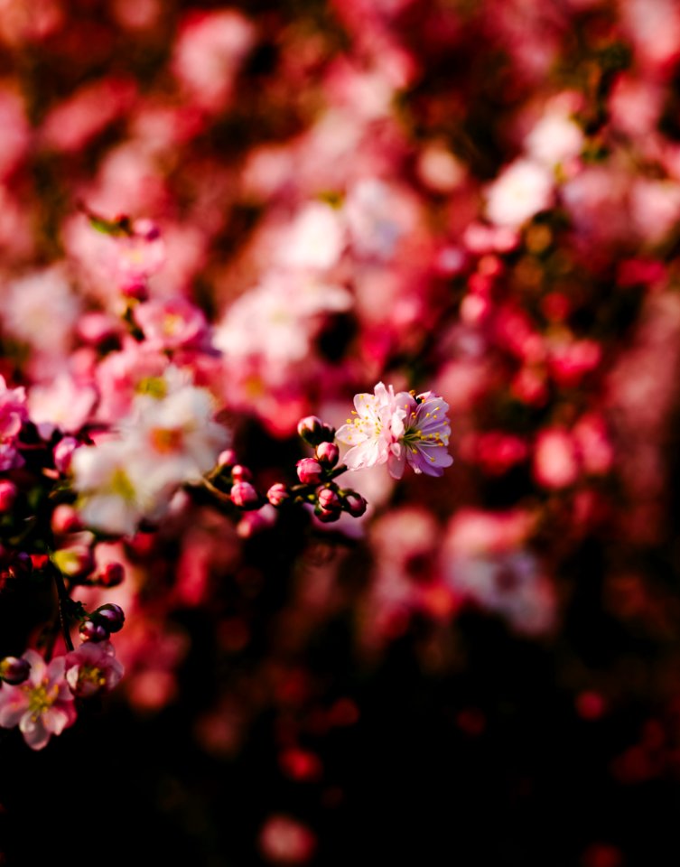Red And Pink Petal Flower