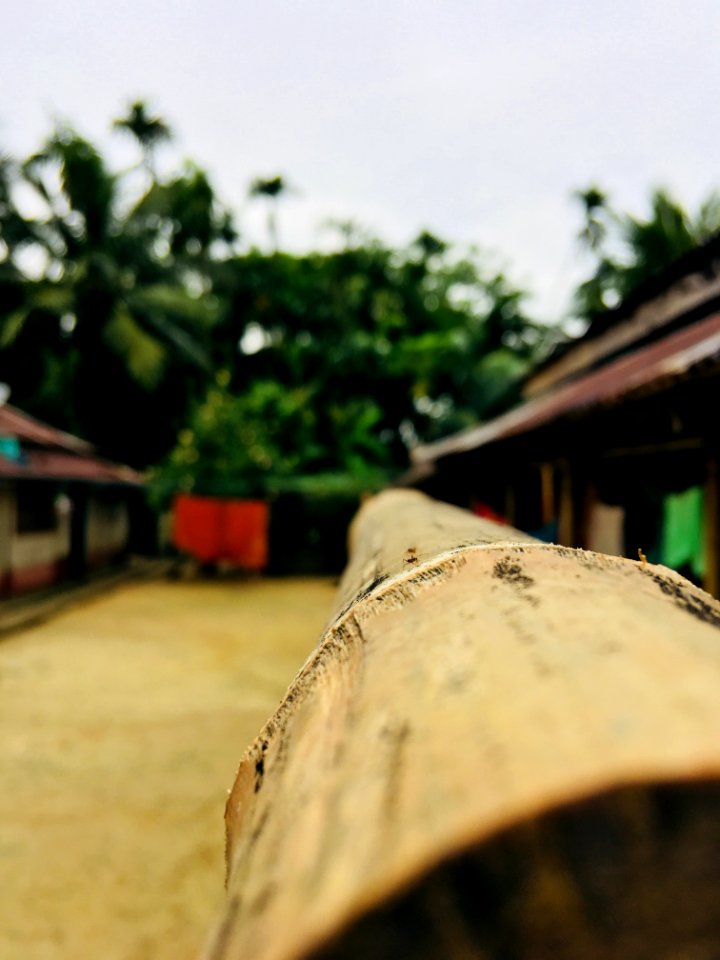 Closed Up Photography Of Bamboo