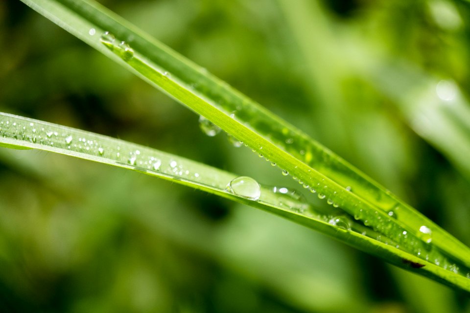 Tilt Shift Lens Photo Of Green Leafed Plant