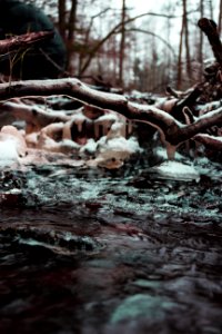 Brown Wood Branch Coated With Ice Near Water Photo photo