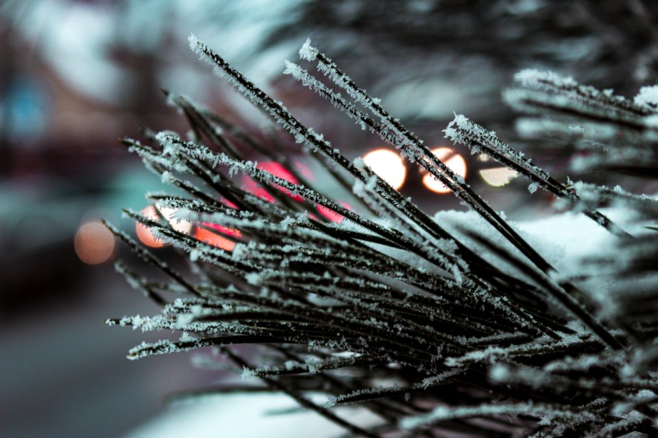 Macro Photography Of Needle Leafed Plant With Snowflakes