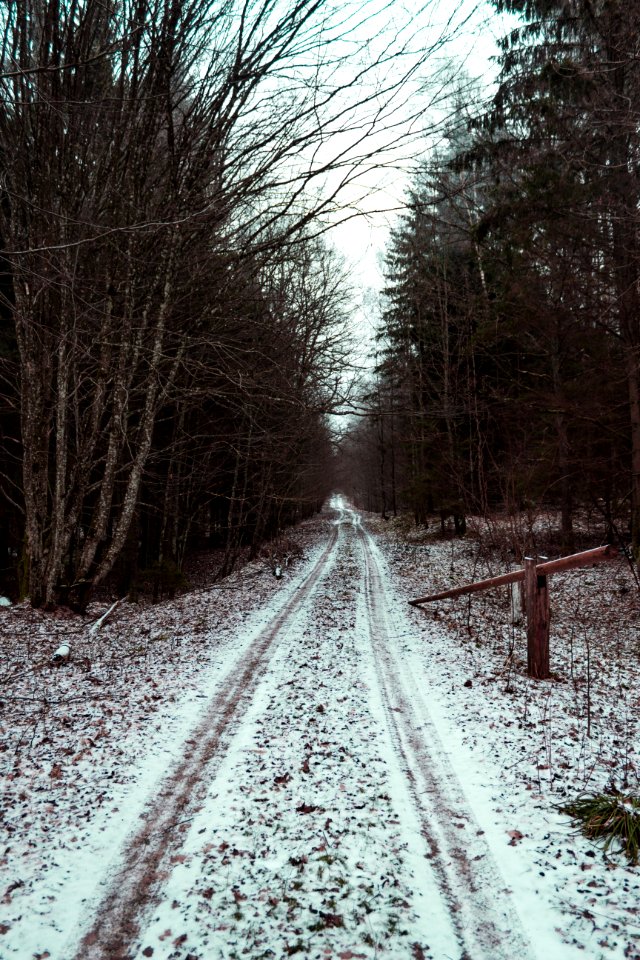 Road Between Bare Trees Under White Sky