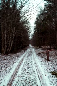 Road Between Bare Trees Under White Sky photo