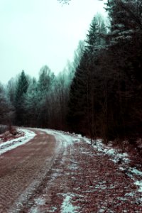 Green Leafed Trees Next To A Road