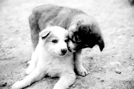 Grayscale Photography Of Two Puppies photo