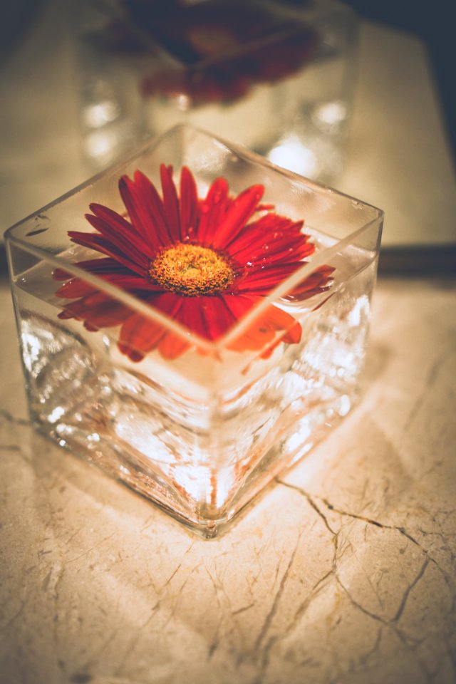 Shallow Focus Photography Of Red Petal Flower Decor