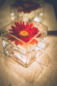 Shallow Focus Photography Of Red Petal Flower Decor photo