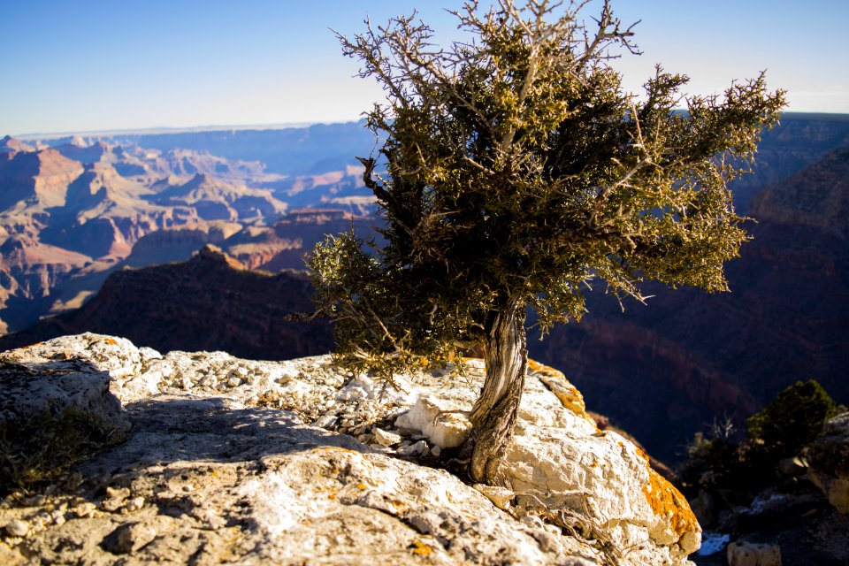 Green Leafed Tree On Mountain Photo