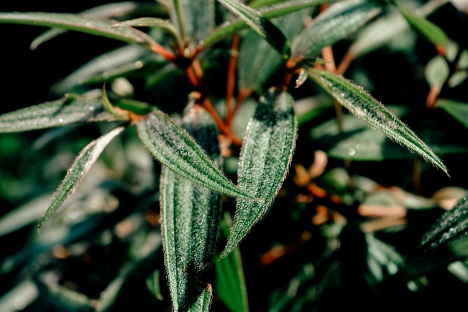 Close-up Photo Of Green Leaf Plant