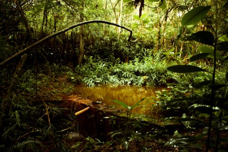 Pond Surrounded By Plants At Daytime photo