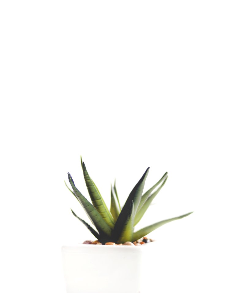 Aloe Vera Plant On White Pot