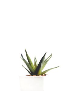Aloe Vera Plant On White Pot