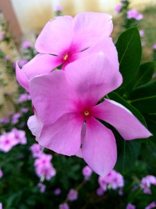 Tilt Shift Lens Photography Of Pink Flowers photo