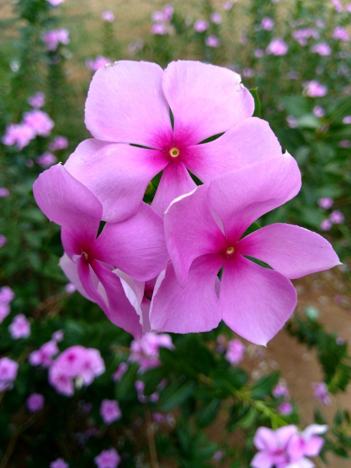 Photo Of Purple Petaled Flowers