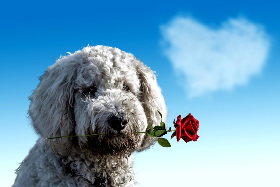 Dog Like Mammal Dog Breed Dog Sky