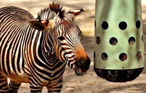 Wildlife Zebra Mammal Fauna