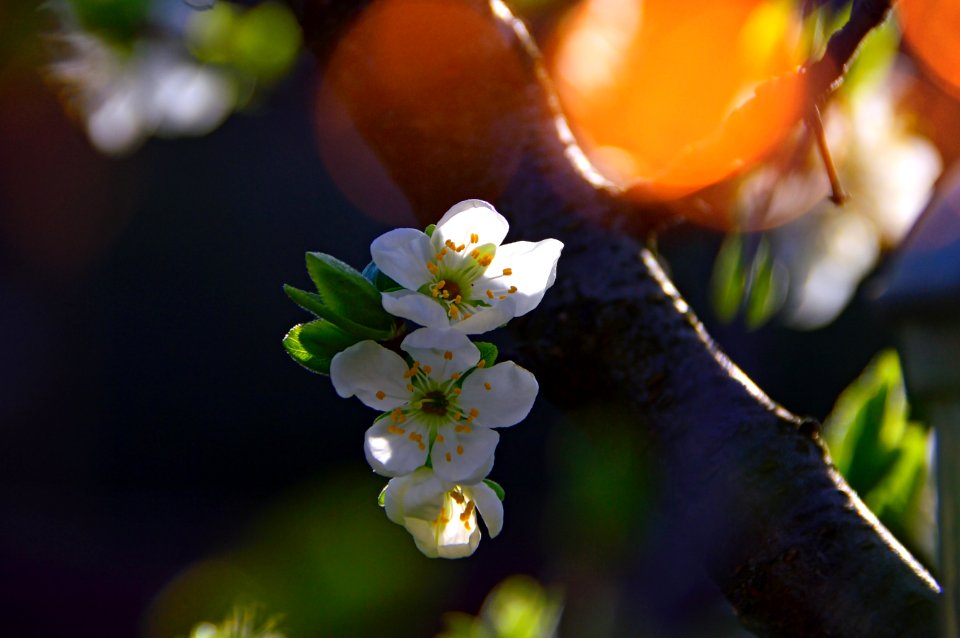 Blossom Flower Flora Spring