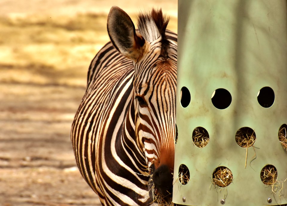Wildlife Zebra Fauna Mammal